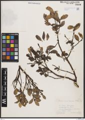 Foto von Salix breviserrata Flod.